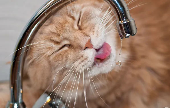 Картинка кот, морда, вода, капли, жажда, кран, котэ, мейн-кун