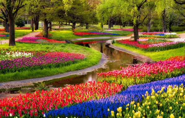 Картинка деревья, цветы, пруд, парк, восход, тюльпаны, разноцветные, trees, синие, park, flowers, beautiful, tulips, мускари, spring, …