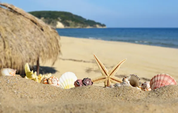 Картинка песок, море, пляж, берег, ракушки, summer, beach, sea, blue, sand, shore, paradise, starfish, seashells