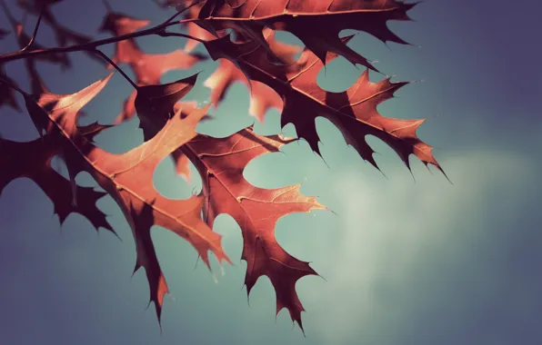 Картинка осень, листья, макро, фото, фон, обои