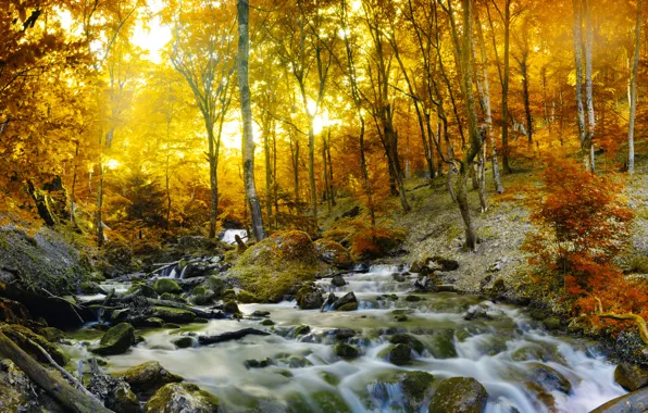 Картинка осень, лес, деревья, пейзаж, природа, река, водопад
