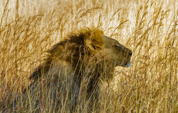 Картинка кошка, трава, лев, грива, саванна, Африка, Hwange National Park, Зибабве