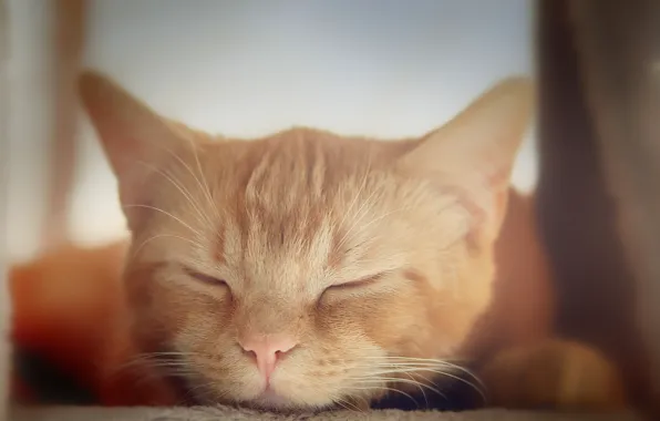 Картинка кошка, кот, спит, котёнок, коте, рыжая морда