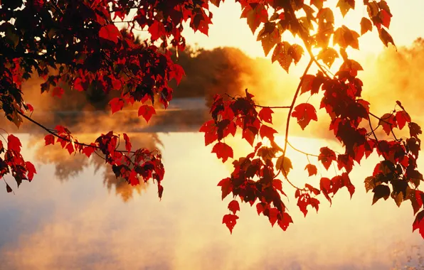 Картинка осень, листья, солнце, лучи, свет, деревья, красота
