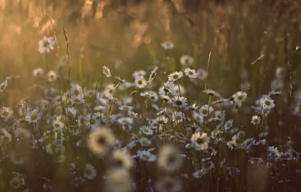 Картинка лето, трава, солнце, свет, цветы, природа, поляна, ромашки