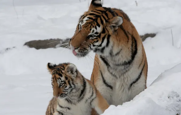 Картинка кошка, снег, тигр, семья, пара, детёныш, котёнок, тигрица, тигрёнок, амурский