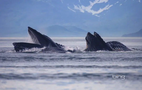 Картинка море, пейзаж, Аляска, США, Alaska, Lynn Canal, горбатые киты