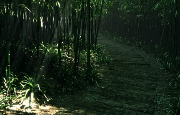 Картинка дорога, лес, трава, деревья, заросли, бамбук