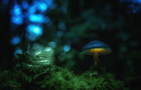 Картинка осень, лес, макро, свет, природа, грибы