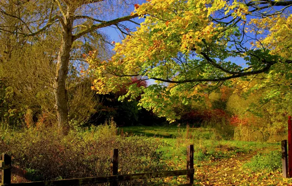 Картинка осень, лес, небо, листья, деревья, забор, двор, дорожка, тропинка