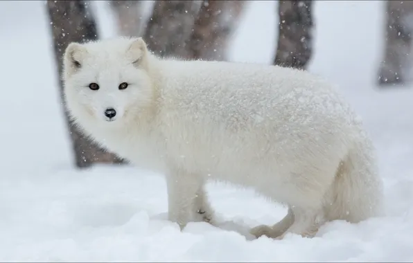 Картинка зима, животные, Winter, animals, nature, писец, artic fox