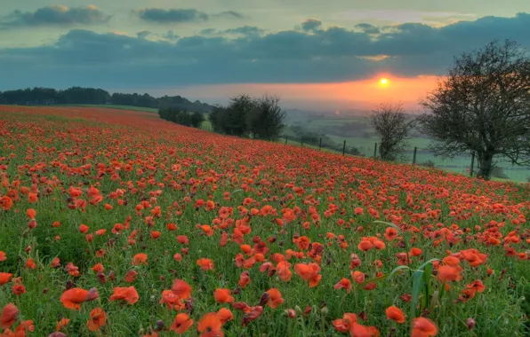 Картинка поле, солнце, закат, цветы, оранжевый, маки, Вечер, красные