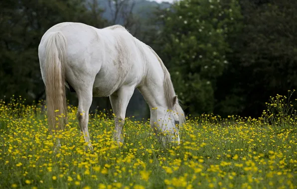 Картинка поле, лето, природа, конь