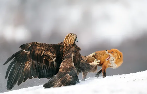 Картинка зима, снег, птица, орел, лиса, орёл, битва