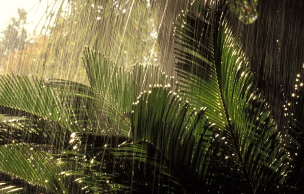 Картинка rain, jungle, nature