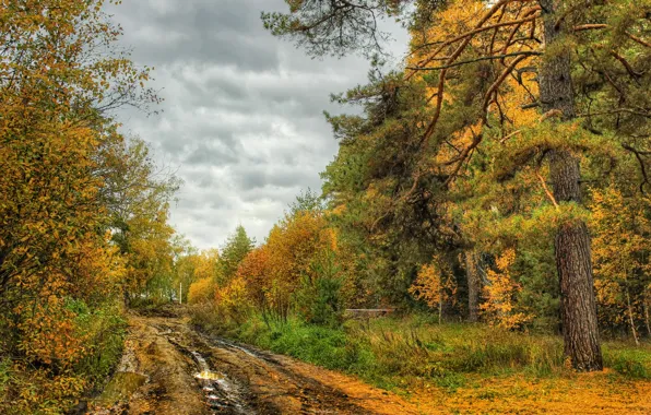 Картинка дорога, осень, деревья, природа, фото