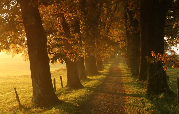 Картинка осень, трава, листья, солнце, свет, деревья, пейзаж, природа, дорожка, grass, trees, landscape, nature, autumn, leaves, …