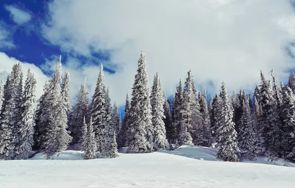 Картинка зима, небо, облака, снег, природа, елки, ёлки