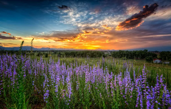 Картинка закат, цветы, луг, Колорадо, Colorado, Луисвилл, Louisville