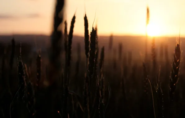 Картинка пшеница, поле, небо, солнце, макро, закат, природа, фон, widescreen, обои, рожь, колоски, wallpaper, колосья, field, …