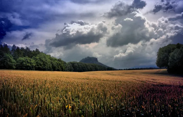Картинка пшеница, зелень, поле, трава, облака, деревья, пейзаж, тучи, природа, green, растения, долина, колосья, grass, sky, …