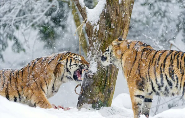 Картинка зима, снег, дерево, хищник, пара, клыки, большая кошка, амурский тигр