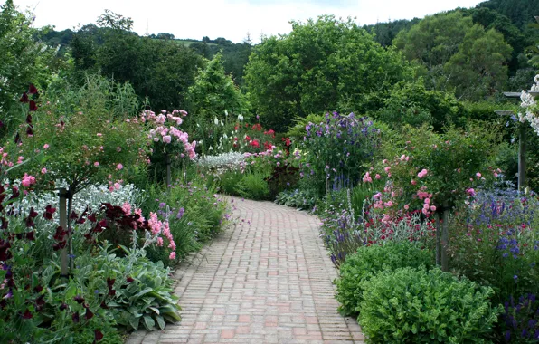 Картинка деревья, цветы, сад, дорожка, Великобритания, кусты, Rosemoor Rose Garden