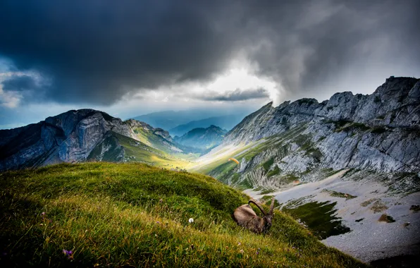Картинка облака, горы, животное, козел, Швейцария, долина, Switzerland, Mount Pilatus