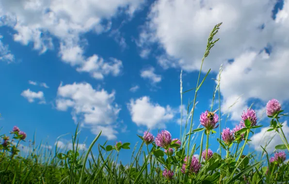 Картинка небо, трава, облака, цветы, луг, клевер