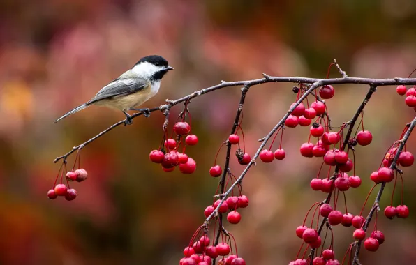 Картинка осень, ягоды, птица, ветка, птичка, синичка, синица, John Clay Photography