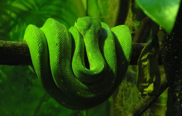 Картинка зелень, змеи, дерево, змея