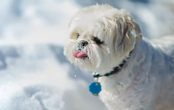 Картинка язык, снег, собака, Ши-тцу