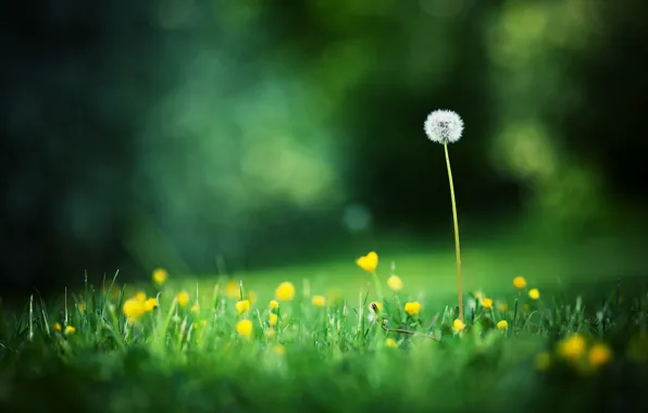 Картинка лето, трава, макро, цветы, фото, фон, одуванчик, обои, поляна, размытость, боке