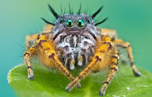 Картинка spider, eyes, macro, animal, leaf, konoha, vegetation, Bagheera, spider Central America, Bagheera Kiplingi, legged