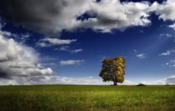 Картинка поле, облака, дерево