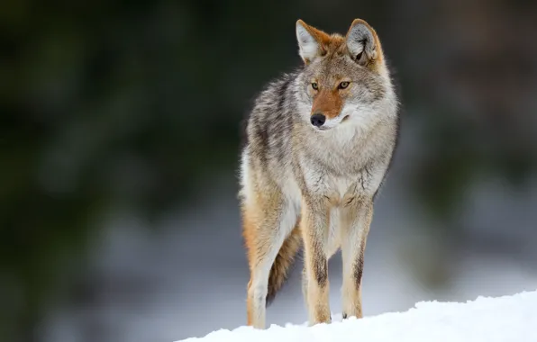 Картинка глаза, снег, eyes, snow, боке, bokeh, койот, coyote