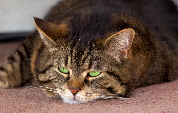 Картинка кошка, глаза, кот, усы, морда, зеленые, лежит, уши, полосатый