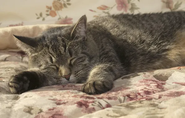 Картинка кошка, кот, сон, одеяло