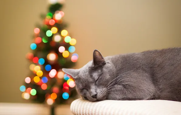 Картинка кошка, кот, огни, елка, спит, ёлка, серая, праздники, боке