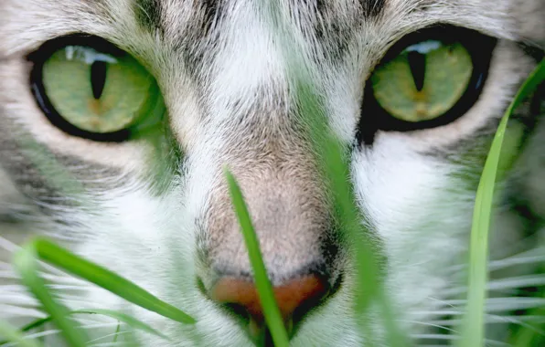 Картинка кошка, трава, глаза, морда, зеленые
