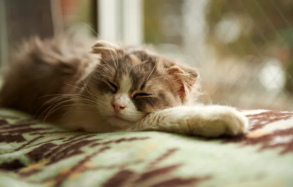 Картинка кошка, сон, окно, спит, одеяло