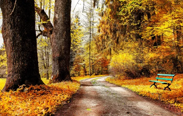 Картинка дорога, осень, листья, деревья, скамейка, природа, парк, желтые, лавочка, лавка, кусты, скамья