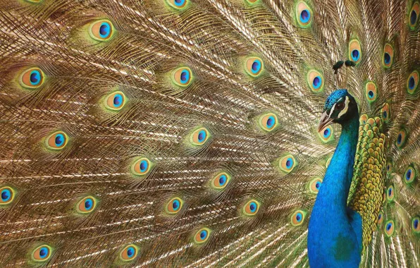 Картинка глазки, перья, хвост, павлин, beautiful bird wallpapers, красивая птица, роскошное оперение, digital art, Peacock