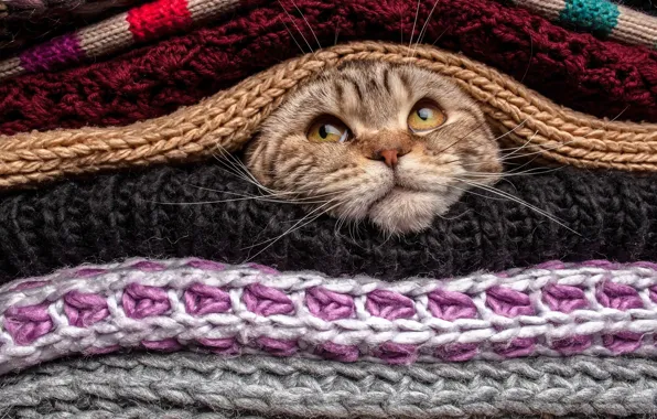 Картинка eyes, Cat, animal, funny, cute, situation, pet, head, covered, mustache, nose, gaze, sweater, wool