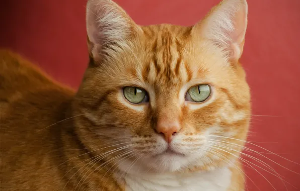 Картинка кот, морда, портрет, рыжий, красный фон, красавец