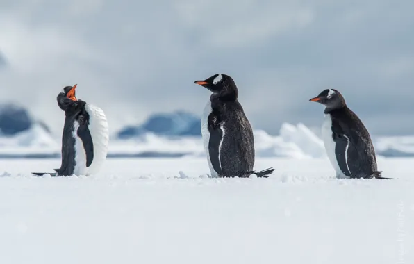 Картинка снег, птицы, пингвины, Антарктида, Antarctica, папуанский пингвин, Wilhelmina Bay