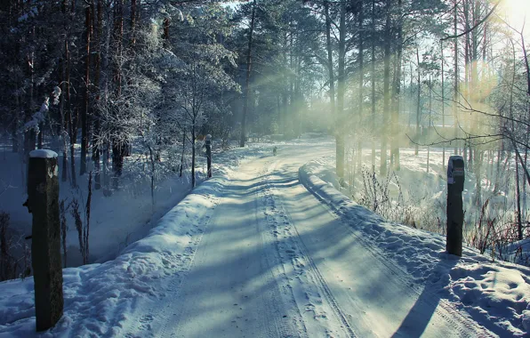 Картинка зима, дорога, лес, снег, пейзаж, собака