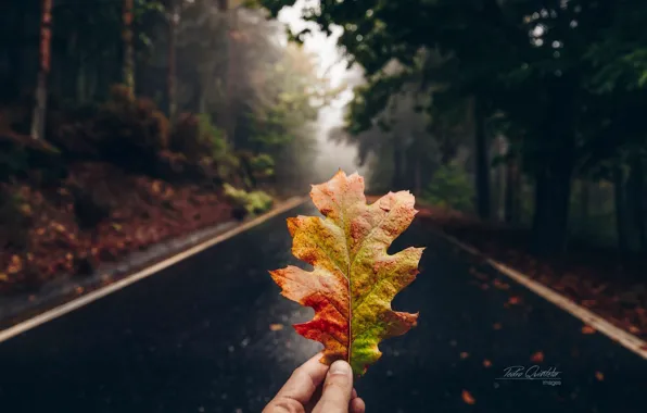 Картинка дорога, осень, лес, макро, лист, рука