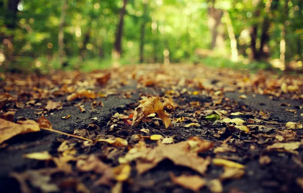 Картинка дорога, осень, асфальт, листья, макро, природа, желтые, размытость, сухие, опавшие, боке