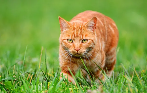 Картинка трава, взгляд, рыжий кот